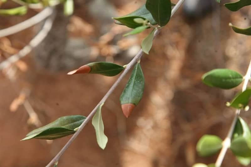 Xylella fastidiosa